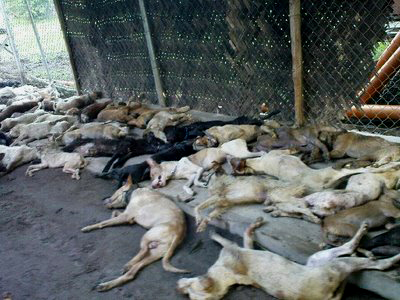dead-dogs-1.jpg