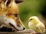 Fox in Hen House–12 Steps of Animal Rights